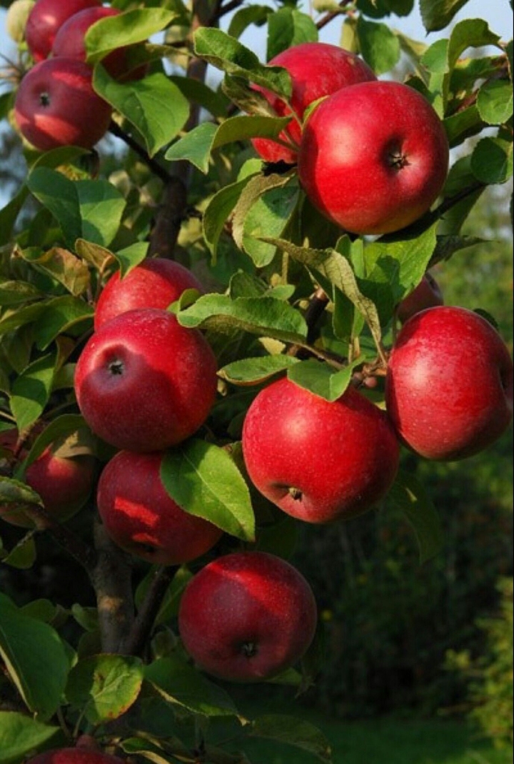 Beautiful Apple tree