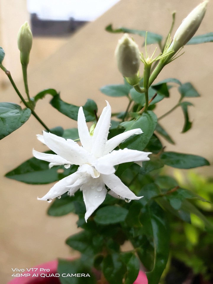 flower