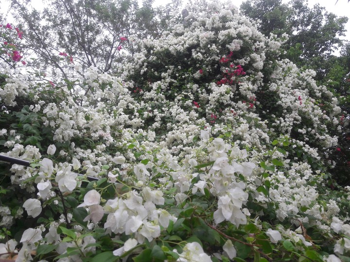 Flowers?‍♂️