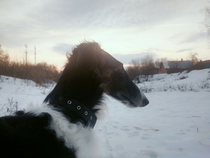 русская борзая