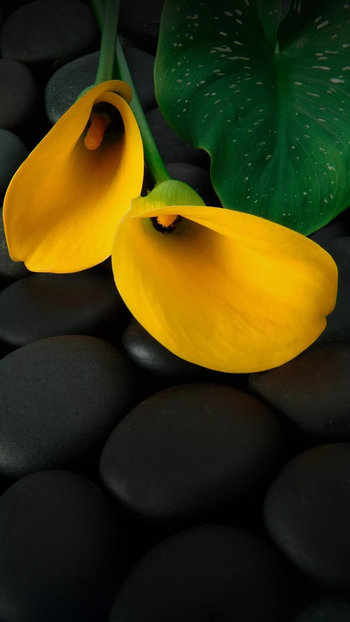 yellow beautiful flower