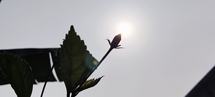 bud