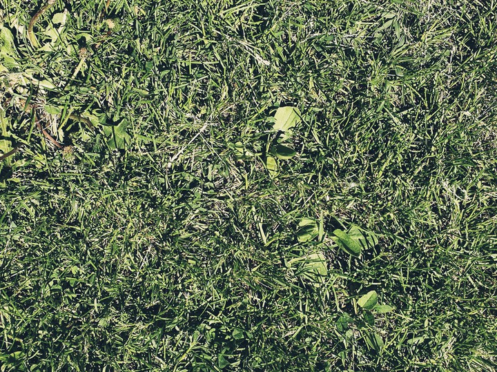 grass