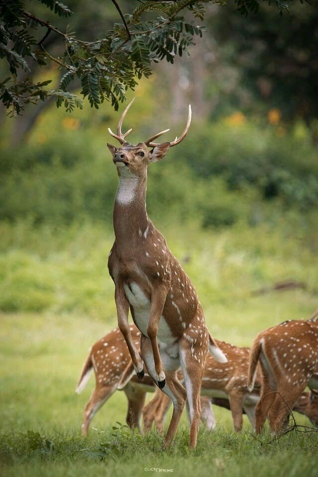 la faune des forêts européenne !