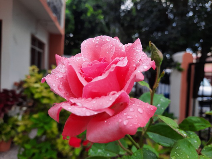después de la lluvia