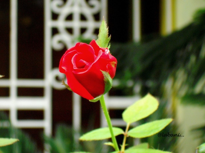 One Rose say more than the Dozen
