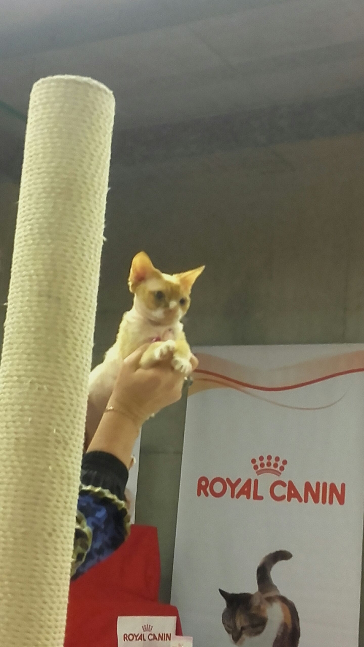 Meow!