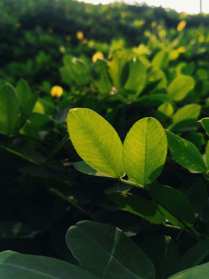 greeny