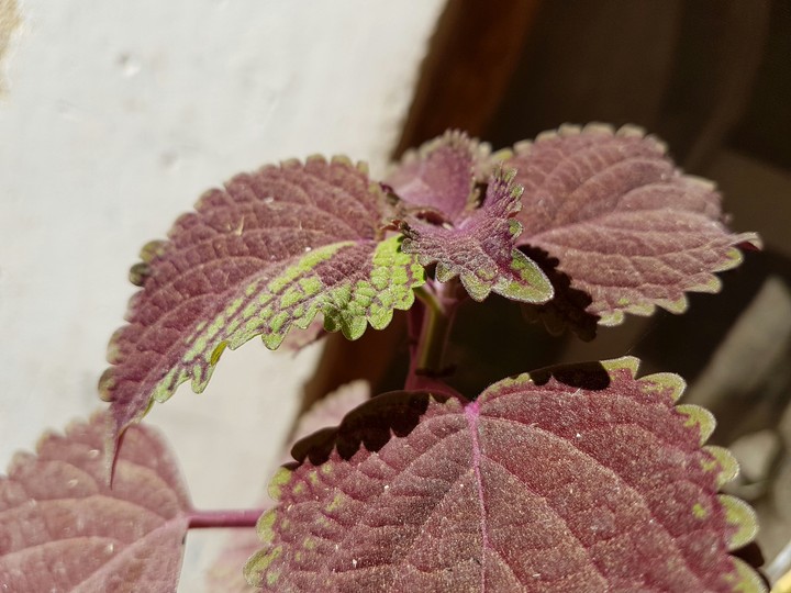 plant HD