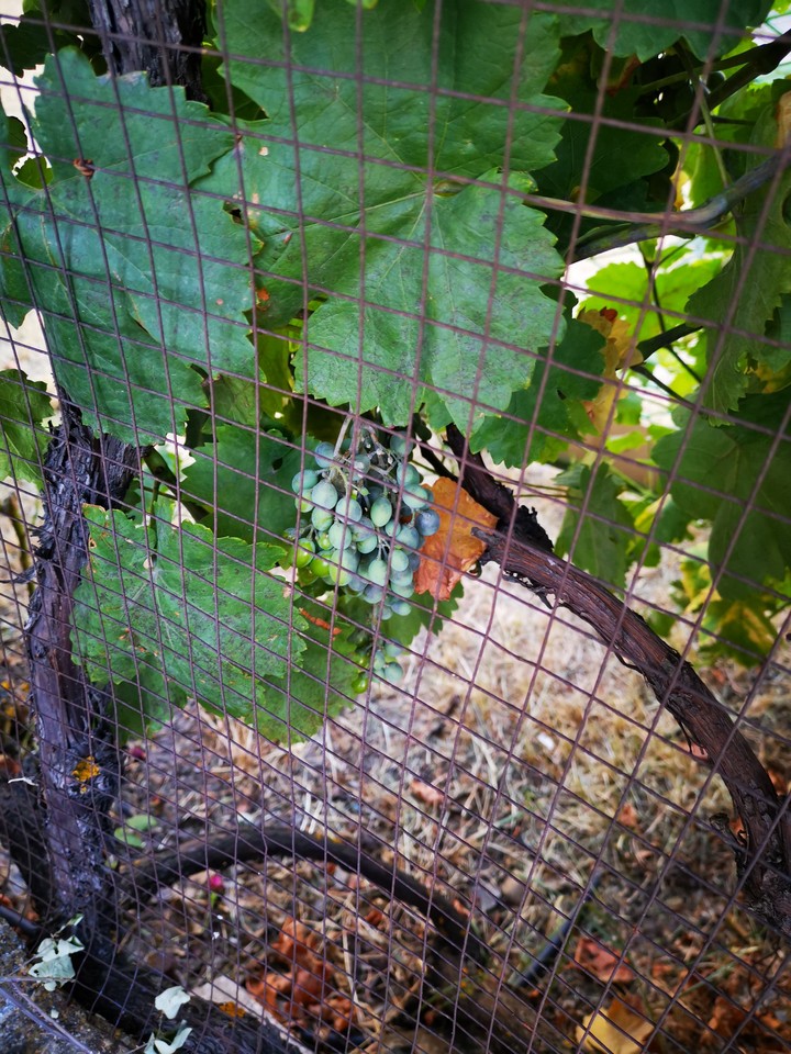 grapes