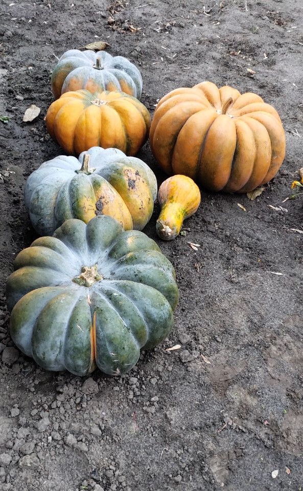 pumpkin