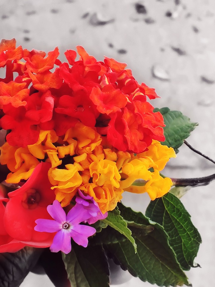 flowers