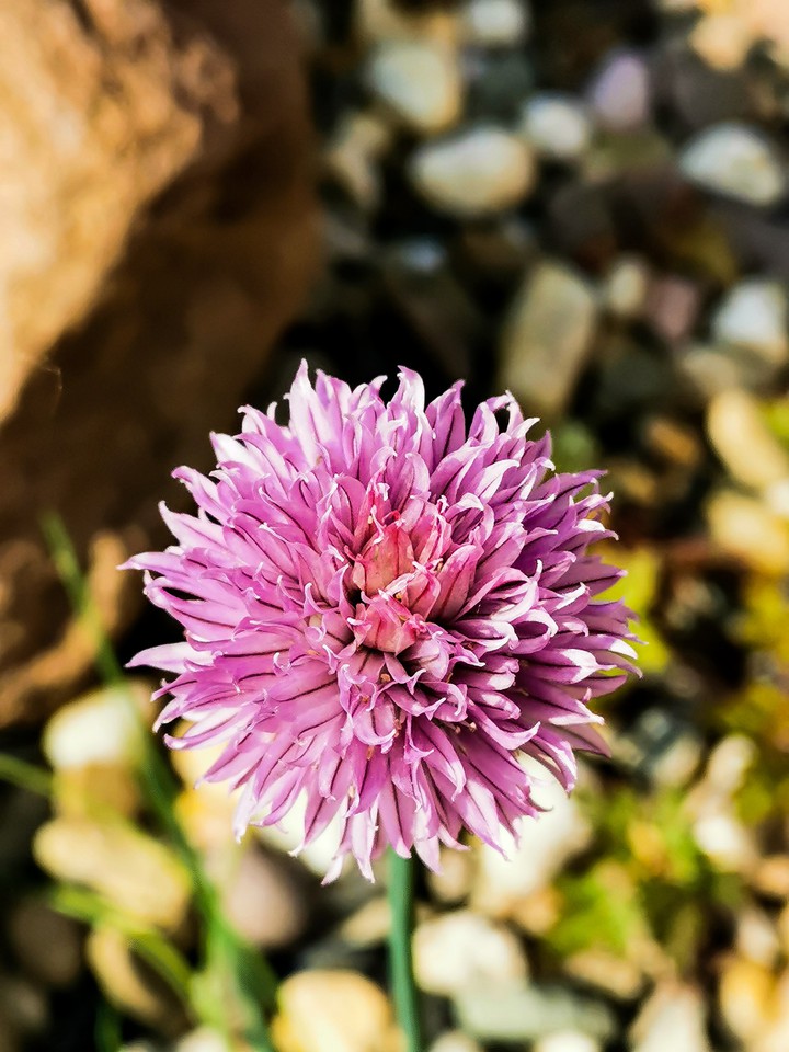 pinke Blume