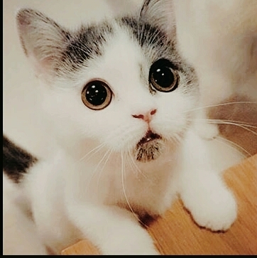 Котенок