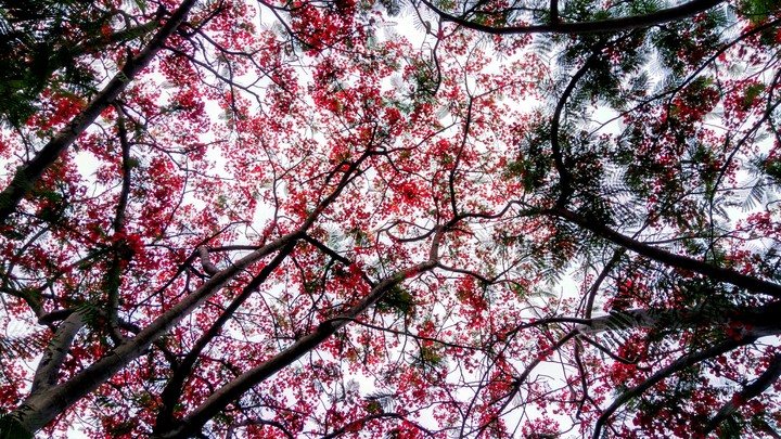 flowers and tree