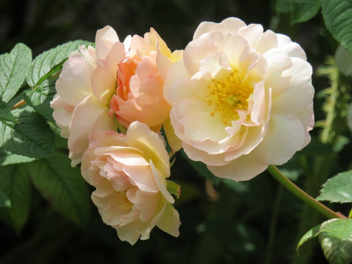 Blossom