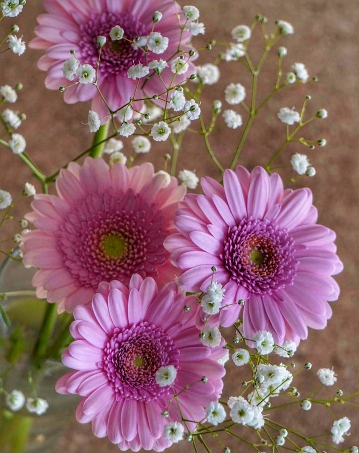 Gerbera daisy