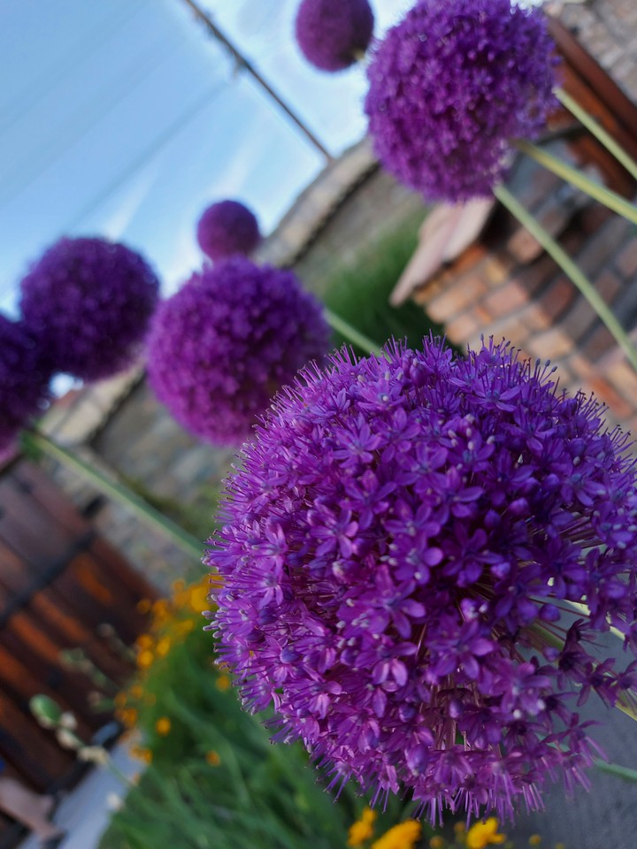 flower