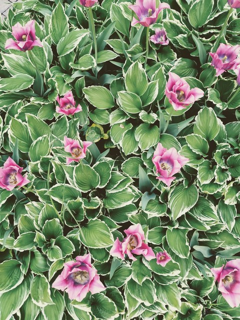 tulip flowerbed