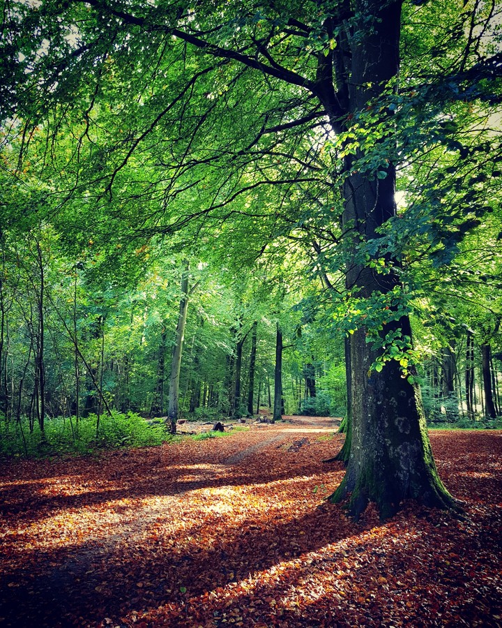 Early Autumn