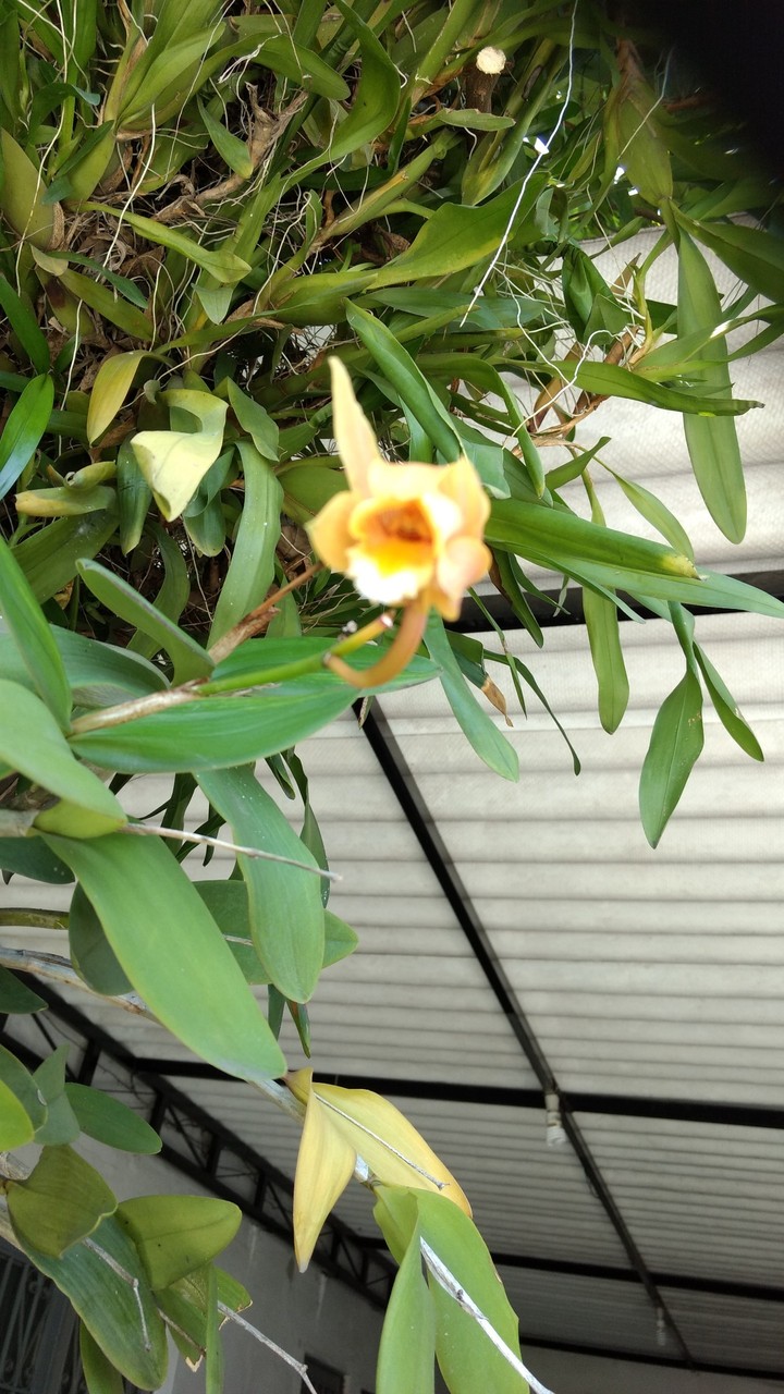 flor