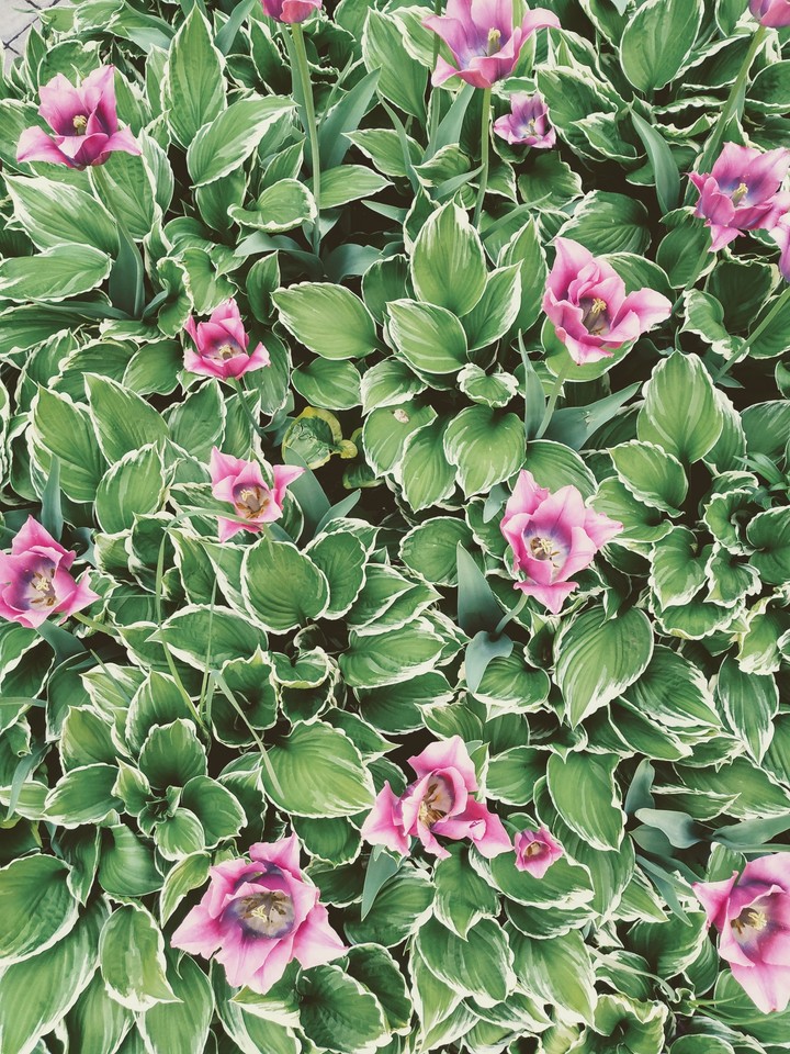 tulip flowerbed