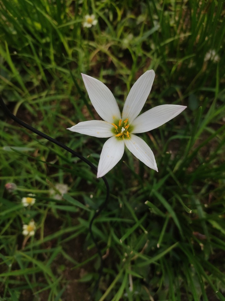 flowers