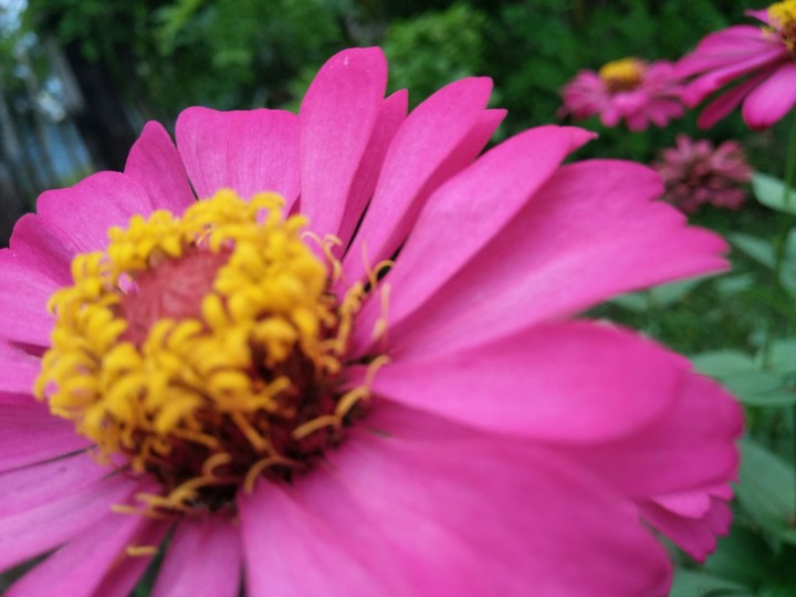 Pink flower