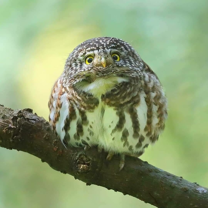 bird