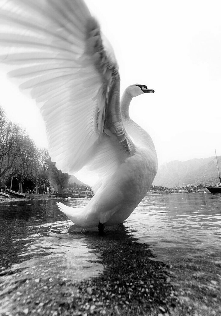 swan