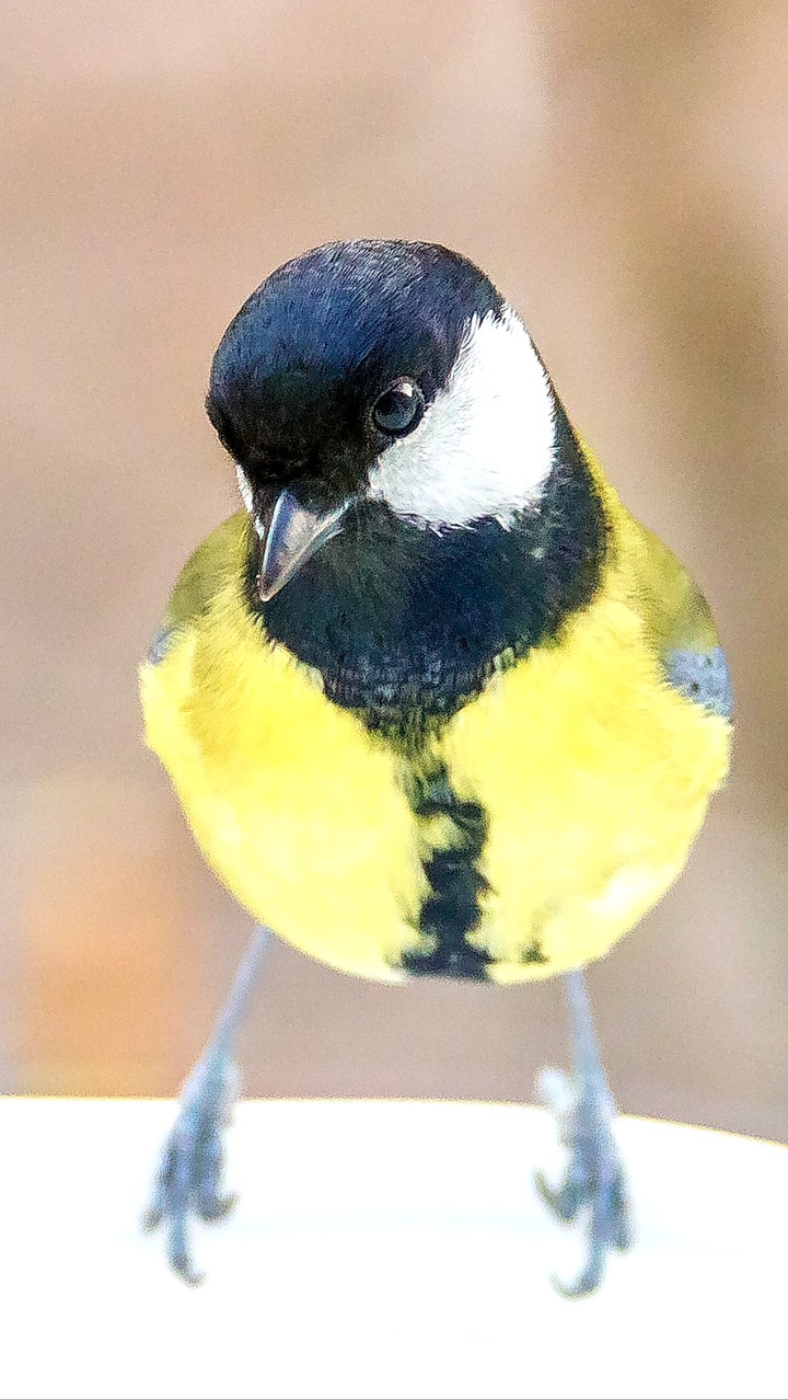 titmouse
