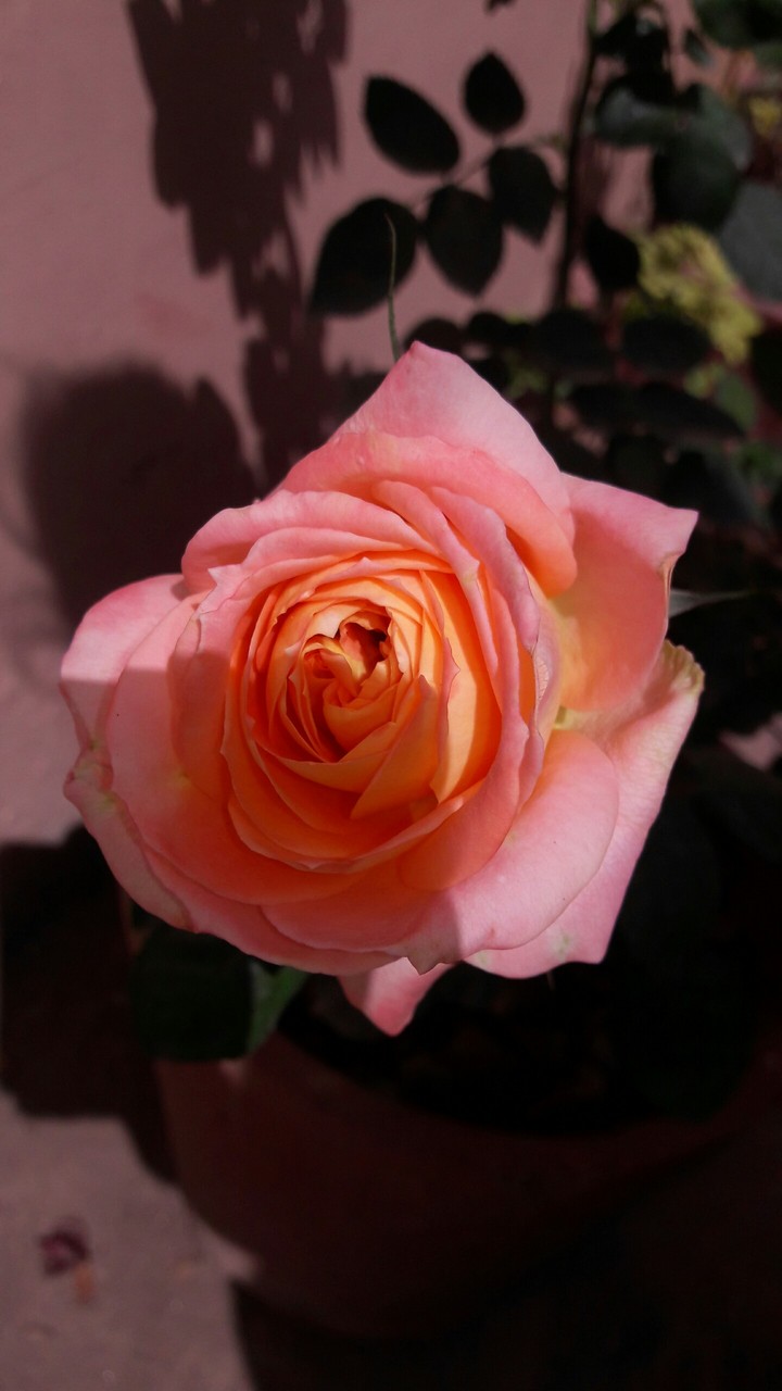 peach color#rose #love#pink