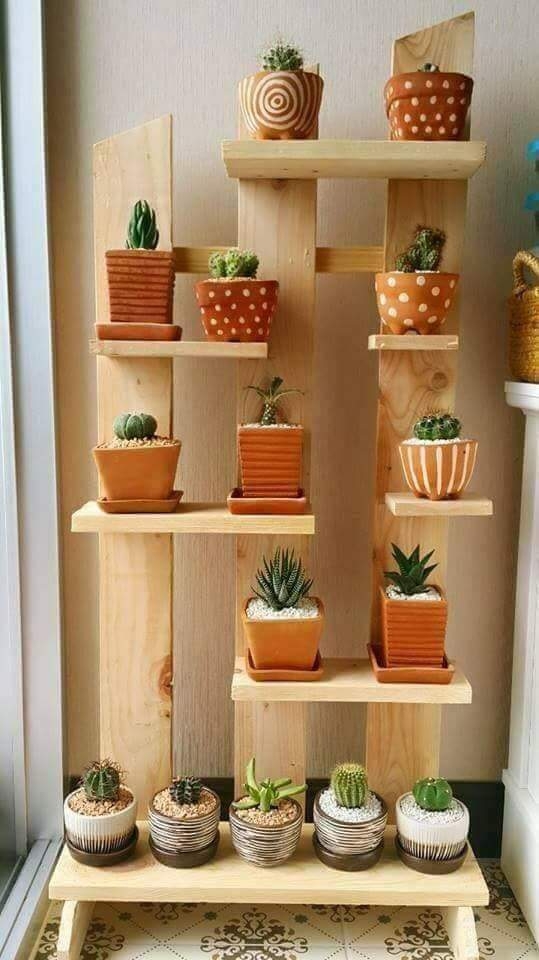 ..cute cactus..