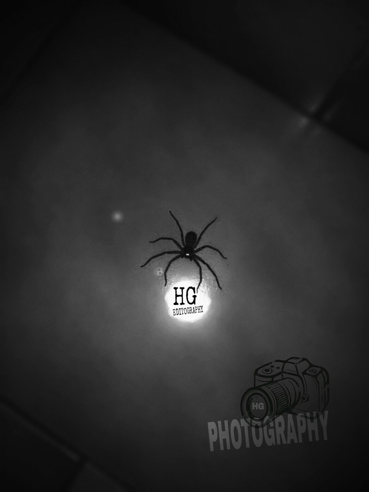 Dark Spider