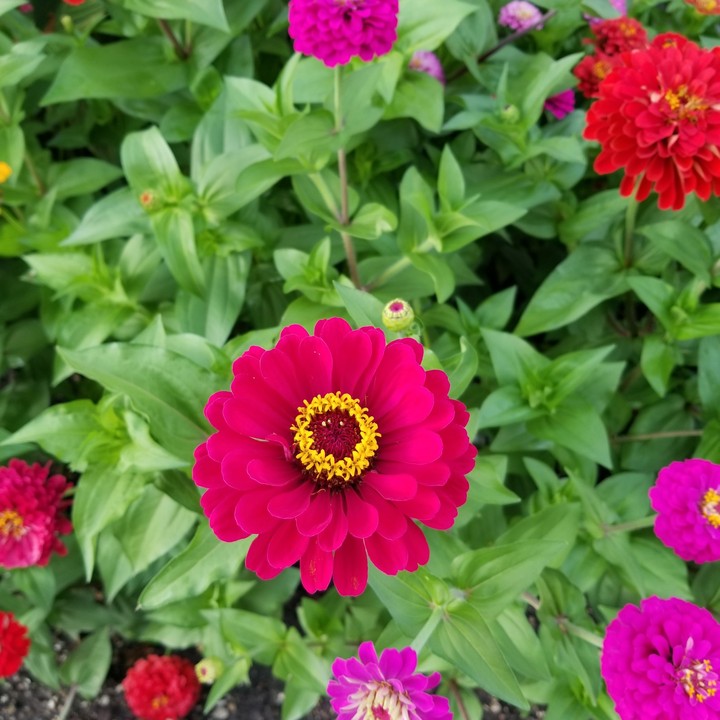 flowers :)