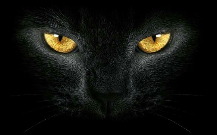 angry cat