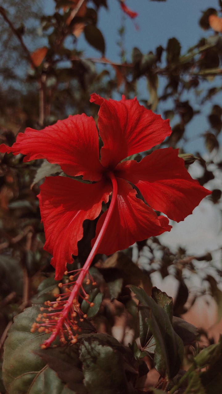 flower