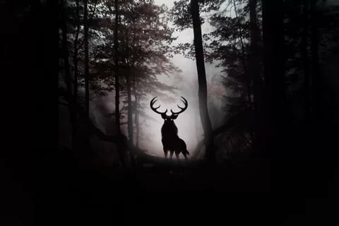 Deer