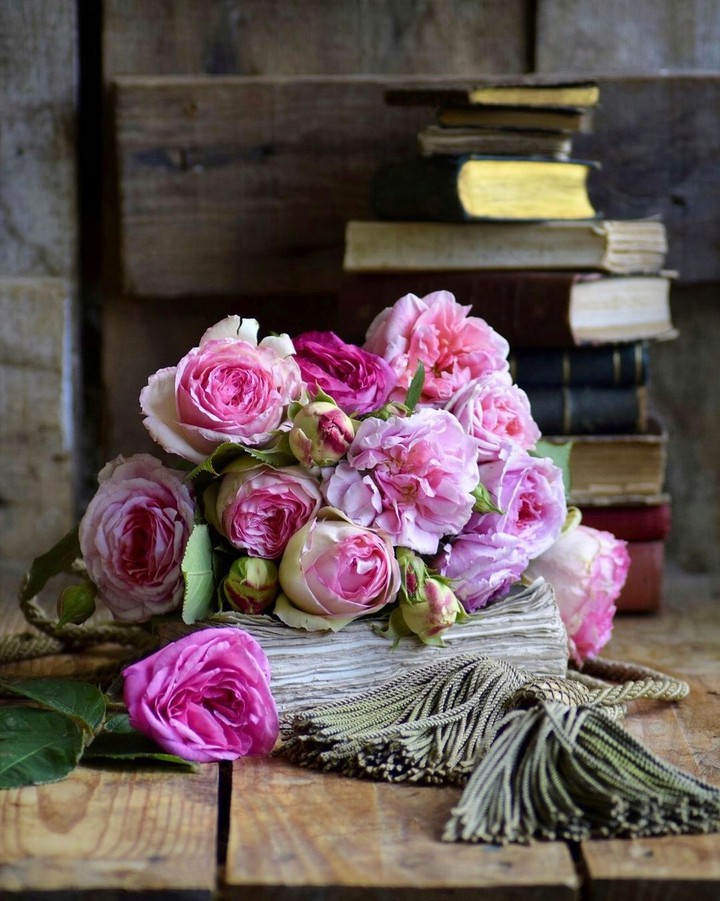 Stilllife