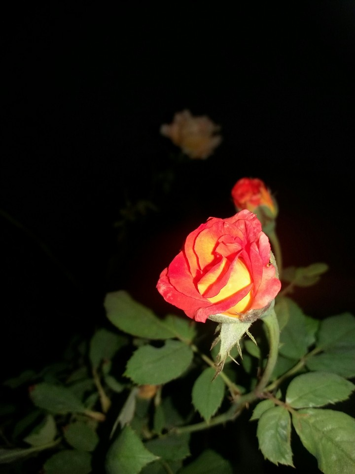 rose
