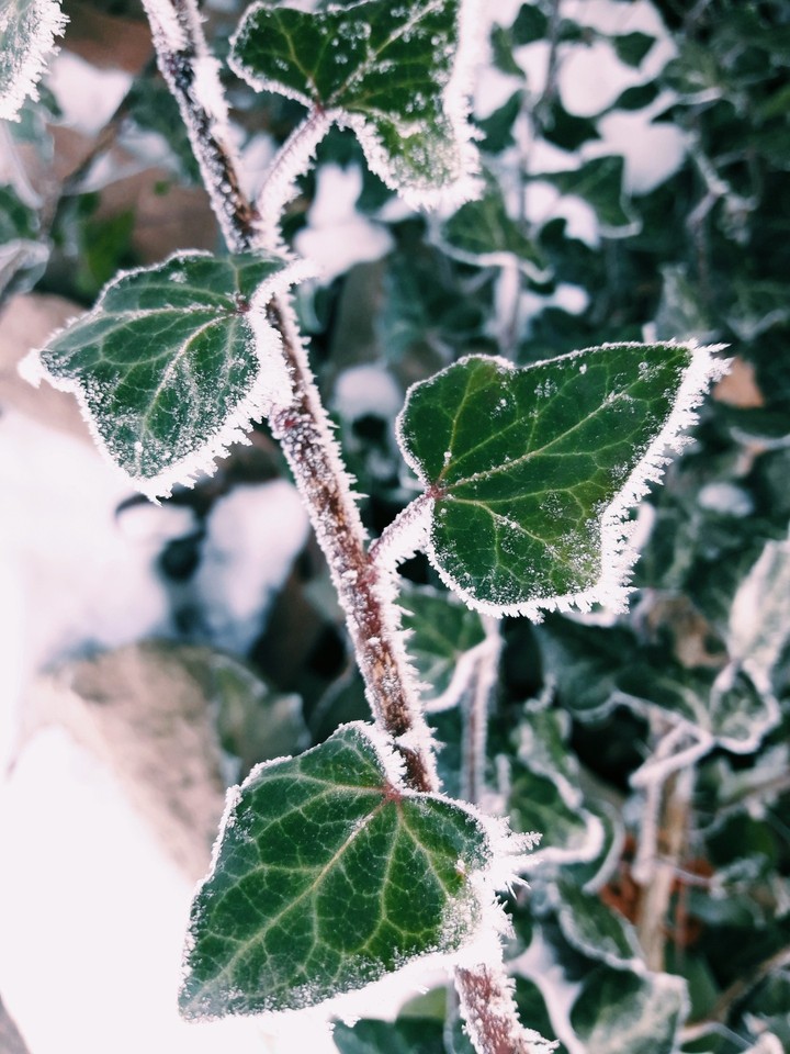 freeze ❄️⛄