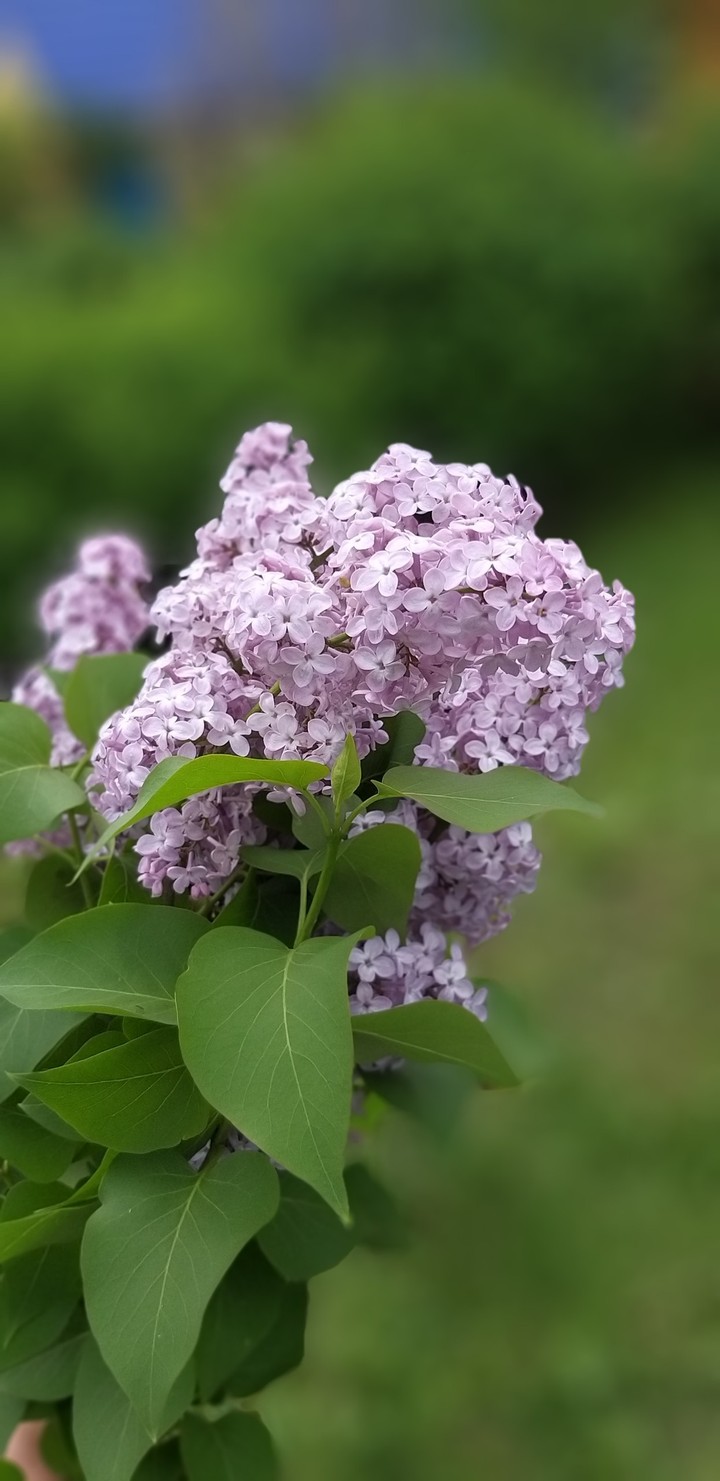 Сирень