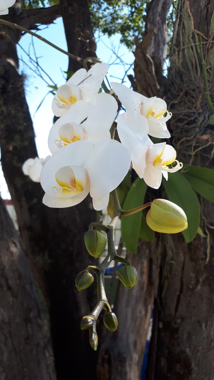 orquídea.