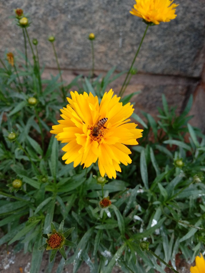 Honey Bee in Flower