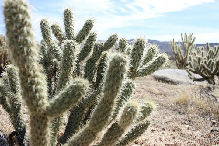 desert