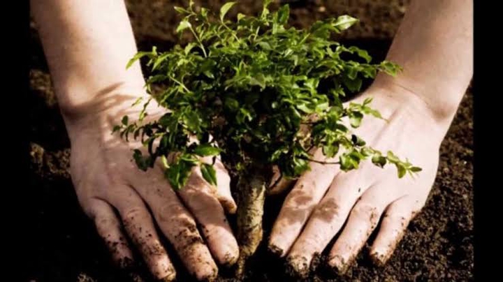plant more trees?