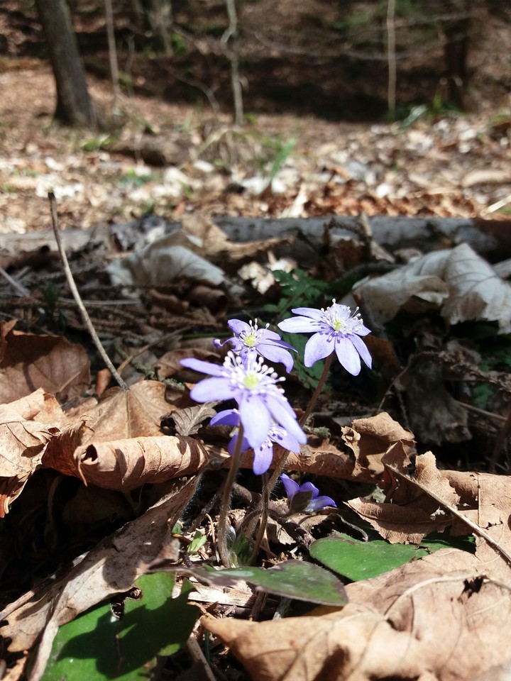 nature 