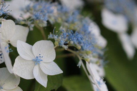 Blue Star