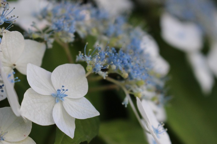 Blue Star