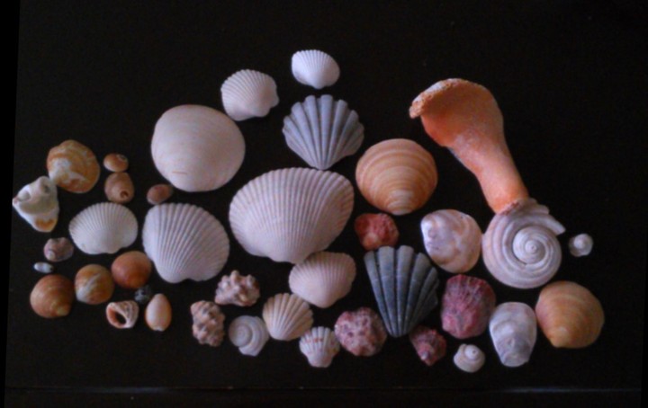 shell